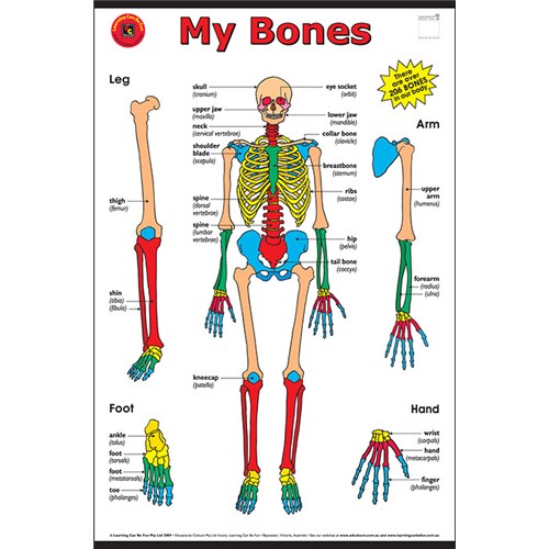 Learning Can Be Fun My Bones Chart Theodist Theodist